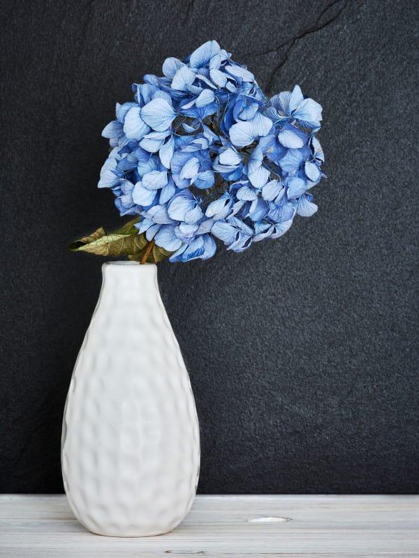 blaue-hortensie-weiße-vase