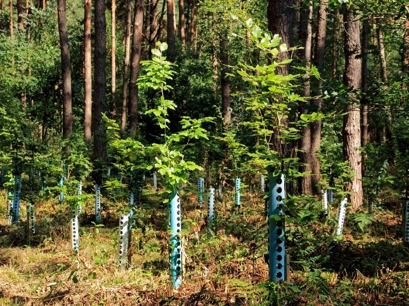 Bäume natürlich säen - nachhaltiger Wald