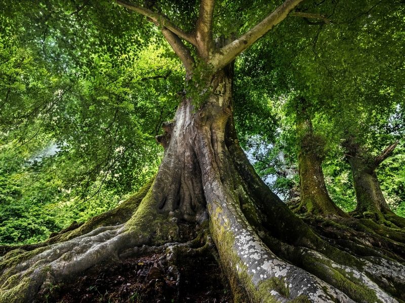 Baum mit starken Wurzeln - nachhaltiger Wald