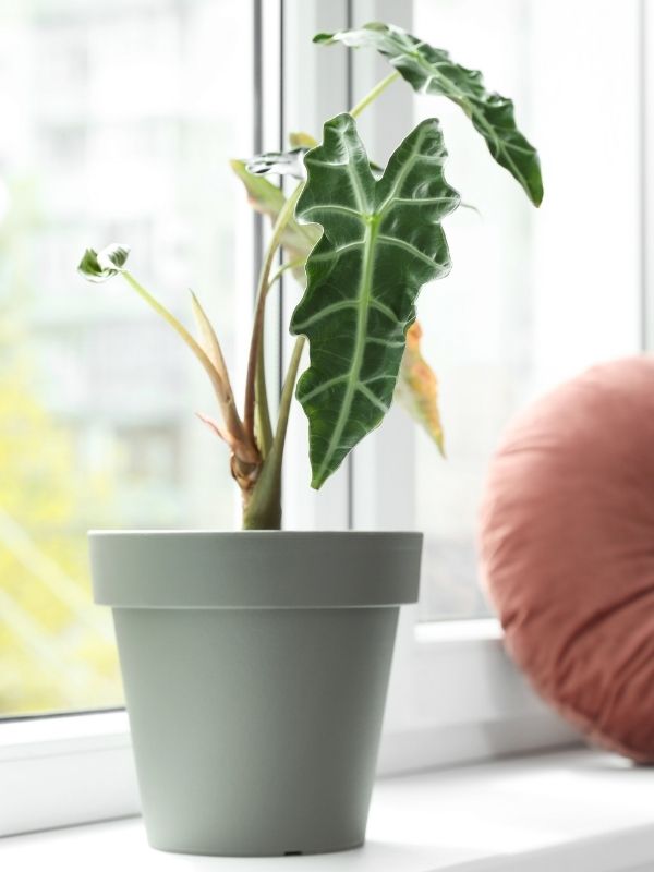 Alocasia Zimmerpflanze